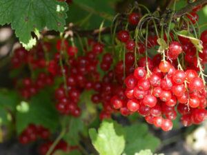 Benefits Of Cranberry Supplements