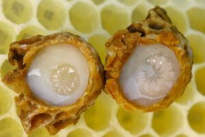 Benefits Of Royal Jelly Supplements