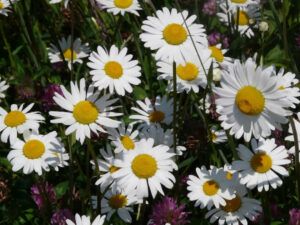 Feverfew Benefits And Side Effects