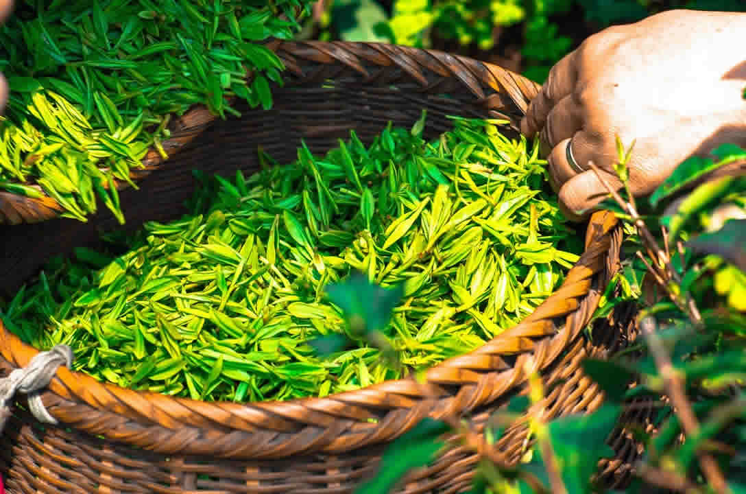 Green Tea Benefits And Side Effects
