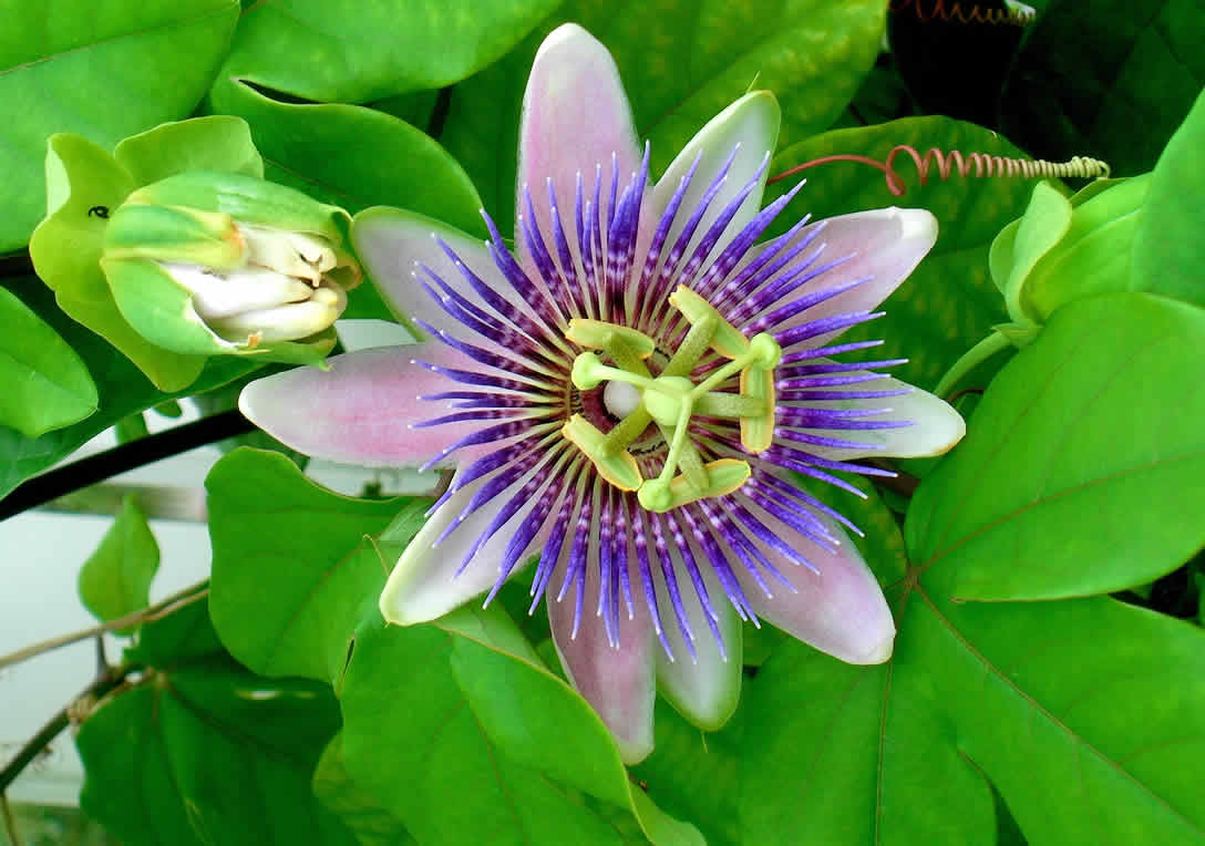 Passion Flower Benefits And Side Effects