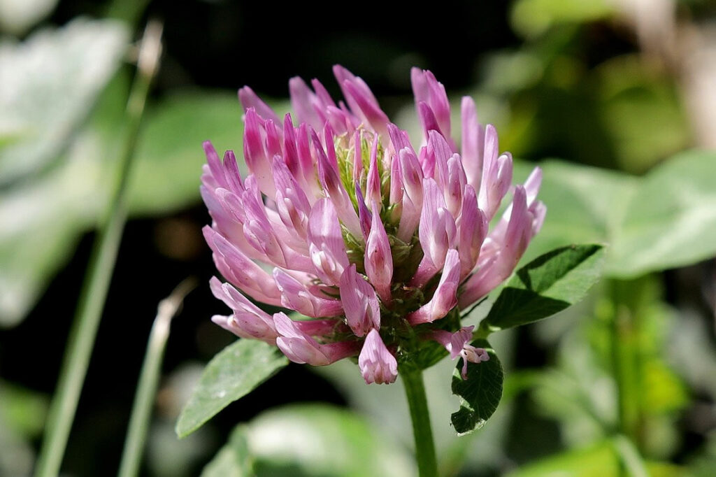 red clover benefits