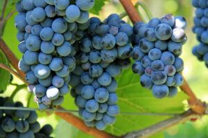 Resveratrol Benefits And Side Effects