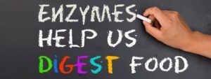 What Are Different Types Of Enzymes