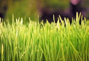 Wheatgrass Benefits And Side Effects