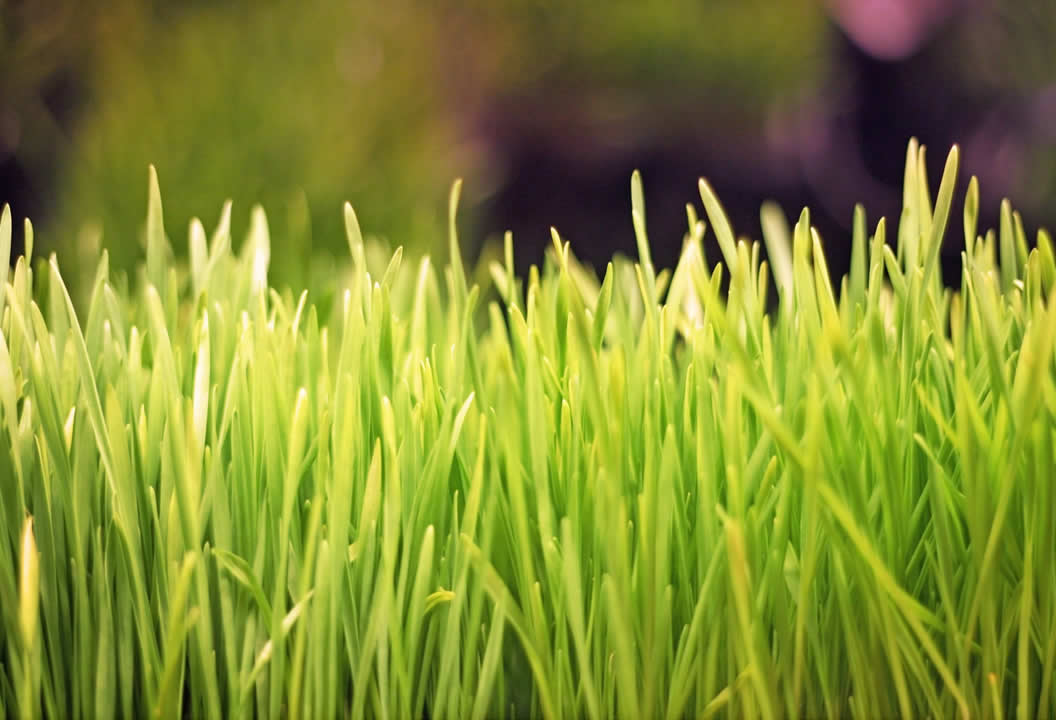 Wheatgrass Benefits And Side Effects