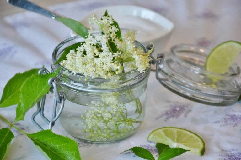 The Benefits Of Elderflower