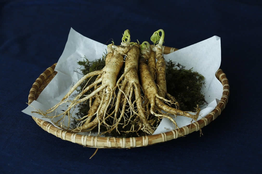The Benefits Of Panax Ginseng