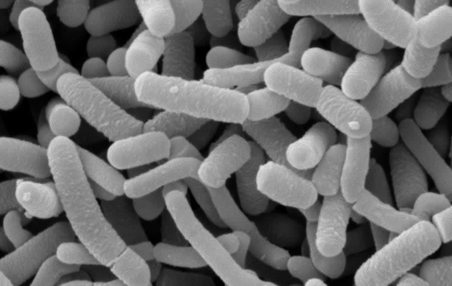 What Are The Benefits Of Lactobacillus