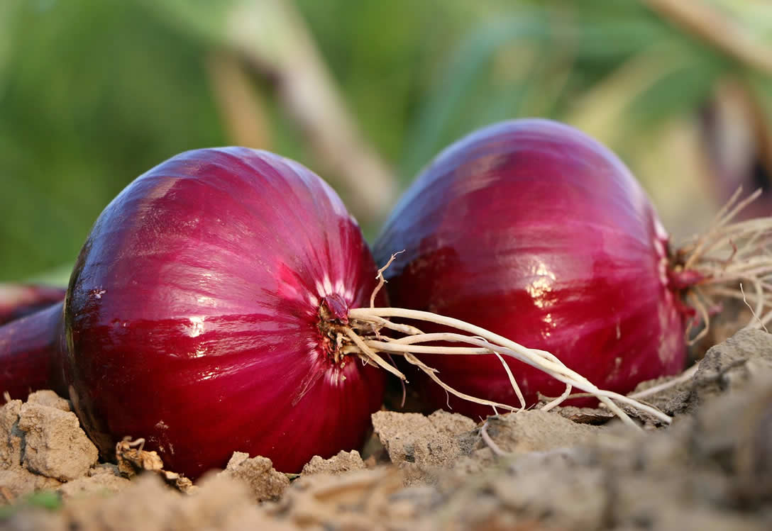 What Are The Benefits Of Onions