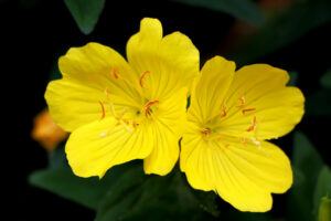 What Are The Side Effects Of Evening Primrose Oil