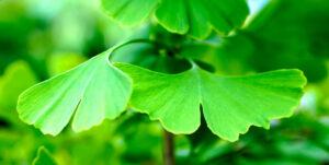 What Are The Side Effects Of Ginkgo