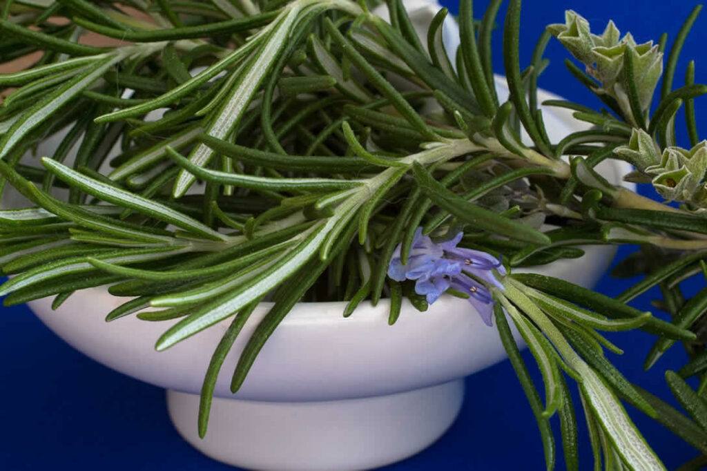 What Are The Side Effects Of Rosemary 1024x682 